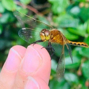 Meet your Posher, Jes